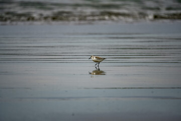 Beautiful shot of a Sanderling in a sea during the day