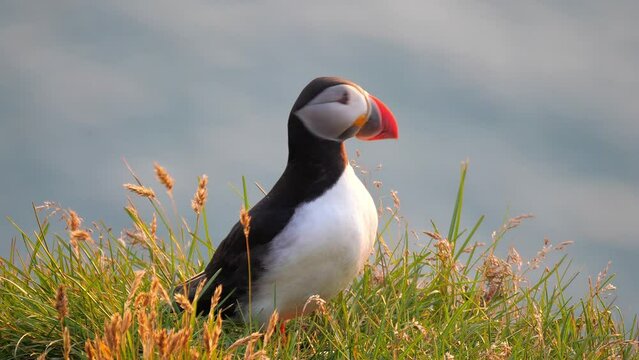 Atlantic Puffins enjoy a beautiful spring sunset on the Langanes Peninsula in North Iceland sitting on green grass
