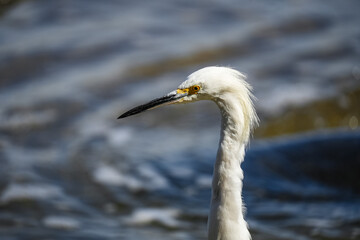 Portrait of a white egret with waves in the background