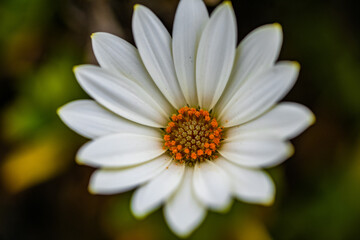 Obraz premium Closeup shot of a blooming white osteospermum flowers