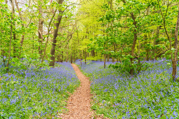 Path through Woodland in Shropshire, UK surrounded by the Common Bluebell flower (Hyacinthoides non-scripta)