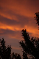 Vertical shot of conifer branches silhouettes with a cloudy sunset sky in the background