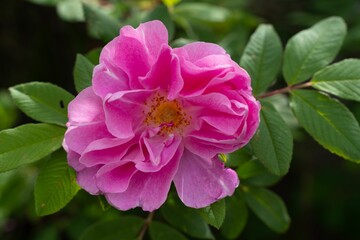 Closeup shot of a blooming pink wild rose