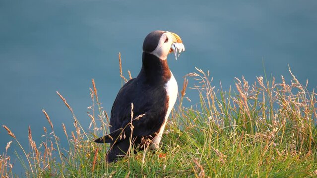 Atlantic Puffins enjoy a beautiful spring sunset on the Langanes Peninsula in North Iceland sitting on green grass