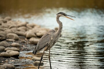 Scenic view of a Great blue heron standing by a rocky shore