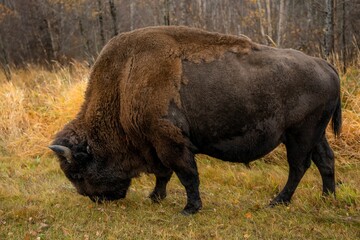 Closeup shot of a grazing bison