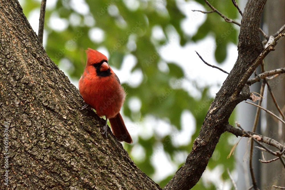 Poster closeup view of a cardinal on a tree trunk