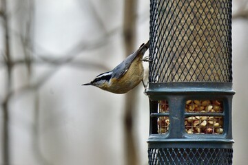 Closeup of a red-breasted nuthatch perched on a bird feeder