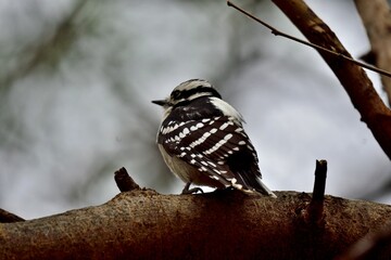 Fototapeta premium Closeup view of a downy woodpecker perched on a tree branch