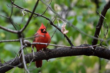 Closeup view of a cardinal perched on a tree branch
