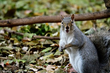 Closeup of a squirrel on the ground