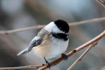 Obraz premium Closeup of a black-capped chickadee, Poecile atricapillus perched on a branch.