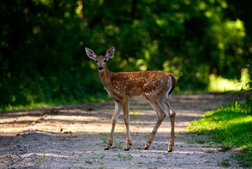 Naklejka na ściany i meble Majestic white-tailed deer crossing the road in an evergreen forest