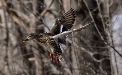 Closeup of a beautiful mallard duck in flight in a park on an autumn day