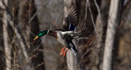 Closeup of a beautiful mallard duck in flight in a park on an autumn day © Mike Charbonneau/Wirestock Creators
