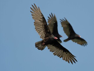 Turkey vultures (Cathartes aura) flying in a blue sky in Fifty Lakes, Minnesota, USA