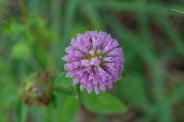 Fototapeta premium Closeup of a red clover against the blurred green background
