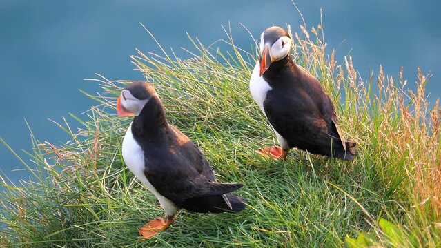 Atlantic Puffins enjoy a beautiful spring sunset on the Langanes Peninsula in North Iceland sitting on green grass