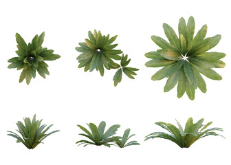 isolated cutout foreground forest plant name asplenium nidus in 3 different model option,front view...