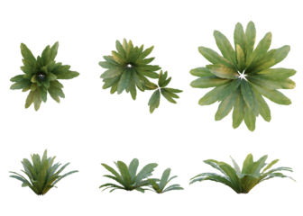 isolated cutout foreground forest plant name asplenium nidus in 3 different model option,front view and top view, best use for landscape design.
