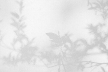 Leaf grey shadow and light on wall background. Nature tropical leaves tree branch plant shade...