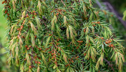 Naklejka na ściany i meble green juniper branches with visible details. background or texture