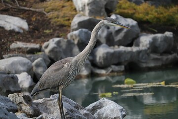 Closeup of a great blue heron in the lake