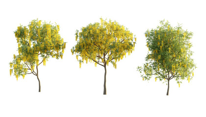 isolated cutout tree have a yellow flower  name casia fistula in  3 different model option, best use for landscape design. - Powered by Adobe