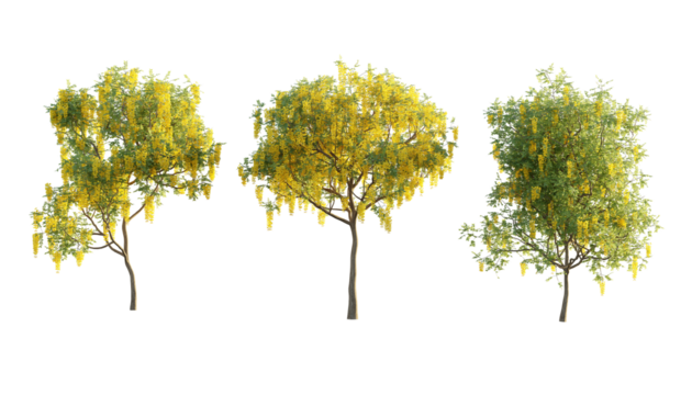 isolated cutout tree have a yellow flower  name casia fistula in  3 different model option, best use for landscape design.