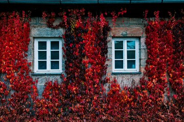 Building facade covered in red and green tree-like deciduous liana (Parthenocissus quinquefolia)