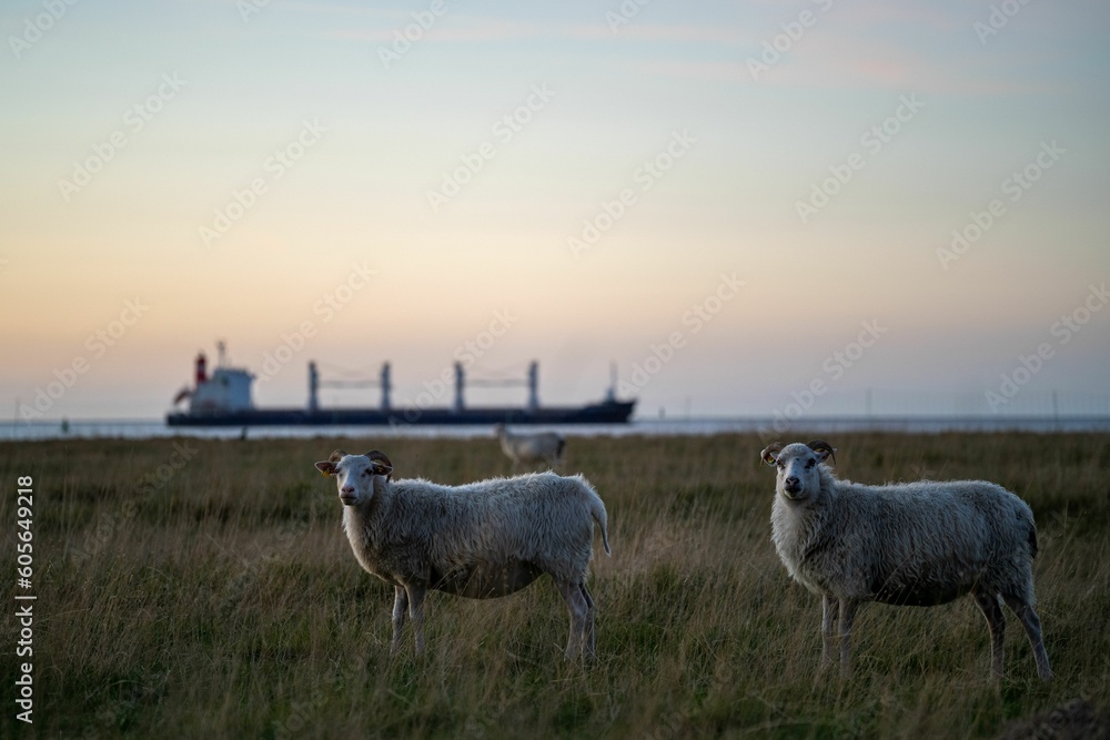 Sticker skudde sheep (ovis aries) with horns standing in the field on the grass against a sea with a ship