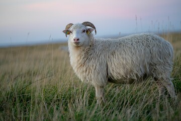 Furry Skudde sheep (Ovis aries) with curved horns standing in the field on the grass in the daytime