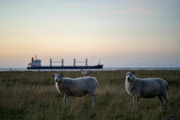 Skudde sheep (Ovis aries) with horns standing in the field on the grass against a sea with a ship
