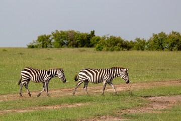 Fototapeta premium Scenic view of two zebras walking in a field against green trees on a cloudy day