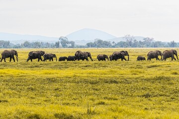Naklejka na ściany i meble Beautiful view of elephants in the yellow field