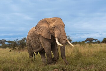 Naklejka na ściany i meble Savannah elephant (Loxodonta africana) in a green meadow with a blue sky in the background