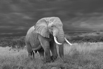 Fototapeta na wymiar Grayscale of a Savannah elephant (Loxodonta africana) in a meadow