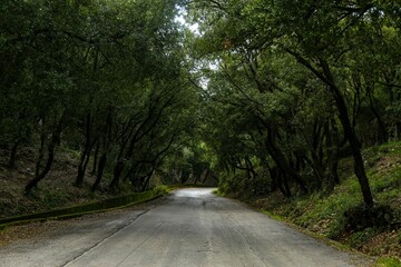 Asphalt mountain road going through a green forest