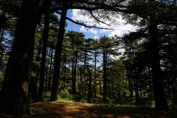 Scenic view of the forest of Cedars of God under blue sky at Kadisha Valley, Bsharri, Lebanon
