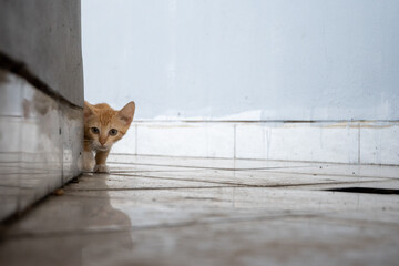 Cute kittens playing together