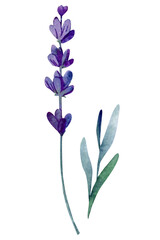 Fototapeta na wymiar Lavender flowers and leaf on an isolated white background, watercolor illustration, hand drawing