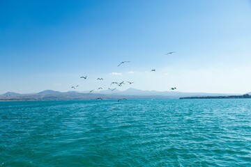 Aerial view of seagulls flying over lake
