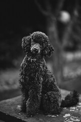 Vertical shot of a dog standing on a stone surface with a blurred background