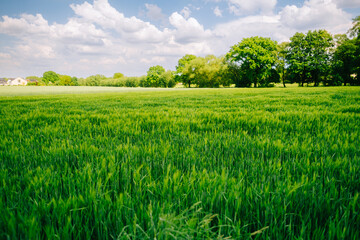 Obraz premium Young ears of young green wheat in spring summer field in sunny day. Free space for text. Agriculture scene