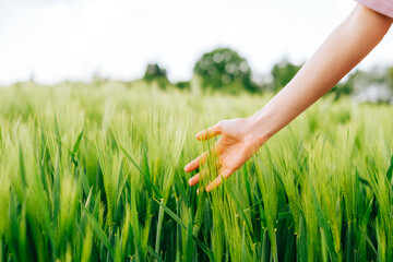 Farmer walked through field of wheat, checking wheat crop. Wheat sprouts in farmers hand.  © nikkimeel