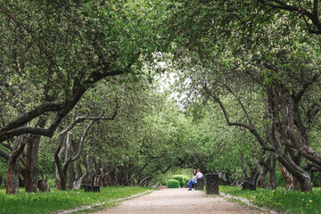 Spring apple orchard and benches in Kolomenskoye Park. Beautiful natural green background.