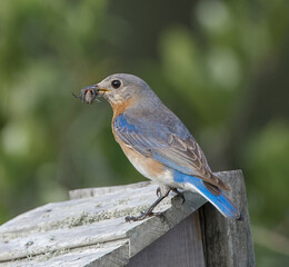 female adult eastern blue bird - Sialia sialis - perched on wooden fence with large female Hogna carolinensis, commonly known as the Carolina wolf spider to feed babies