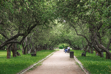 Spring apple orchard and benches in Kolomenskoye Park. Beautiful natural green background.