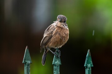 Closeup shot of a pied bush chat (Saxicola caprata) perched on the fence - obrazy, fototapety, plakaty