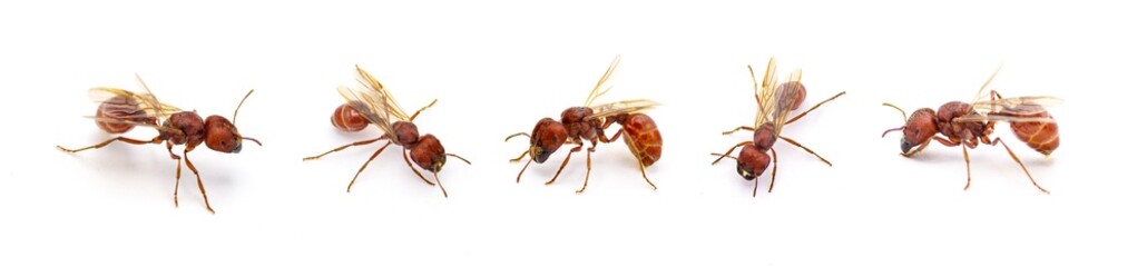 Flying ant isolated on white background.  Pogonomyrmex badius, the Florida harvester ant. five views with wings